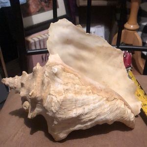 Really Large Conch Sea Shell